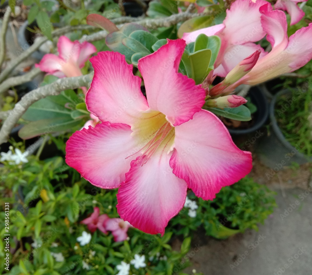 Foto de Stock Adenium obesum is the name of a colorful plant of ...