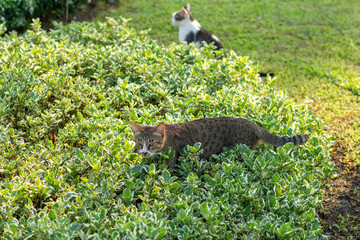 Cats waking in tree bush in the urban park at the morning.