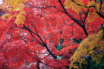 red maple tree in autumn