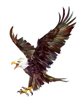 Drawn Bright Eagle In Flight On A White Background