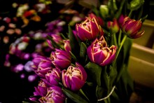 Beautiful Closeup Shot Of Unique Purple Tulips In A Flower Shop