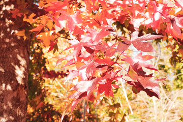 Wall Mural - autumn leaves background