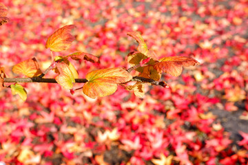 Wall Mural - fall leave foliage branch