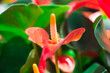 © Amnat - Anthurium flowers or Flamingo Plant in garden at sunset time in summer.