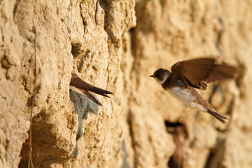 sand martin from the drava river, croatia