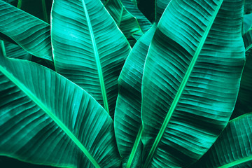  banana leaf texture in garden, abstract green leaf, large palm foliage nature dark green background