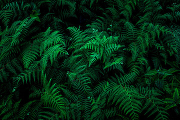 Fotobehang - abstract green fern leaf texture, nature background, tropical leaf