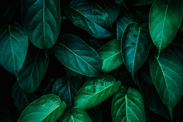 tropical leaves, abstract green leaves texture, nature background