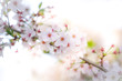 © Kawinphat - Soft focus Cherry Blossom or Sakura flower on nature background