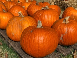 close up side view of orange pumpkins sold at a pumpkin patch for halloween