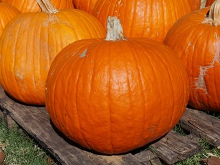close up of orange pumpkins at a pumpkin patch