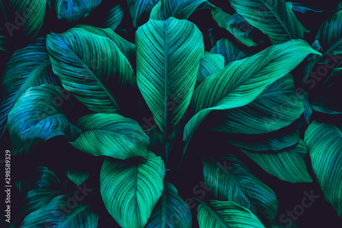 liscie-spathiphyllum-cannifolium-streszczenie-tekstura-zielony-tlo-natura-lisc-tropikalny