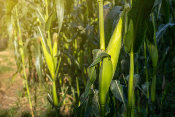 The field or plantation of corn in the morning with flare from the sun.