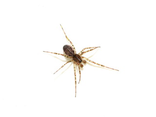 linyphia dwarf spider isolated on white background