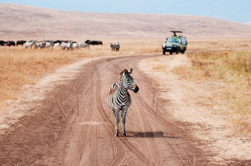 zebra on dirt road and safari offroad car in golden grass field in ngorongoro, serengeti tanzania sa