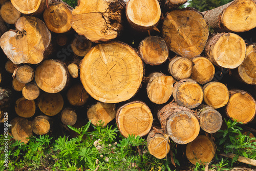 Stack of logs. natural wooden background with timber. log wall Tableau sur Toile