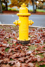 Yellow Fire Hydrant At Oregon State Capitol State Park In Autumn Season