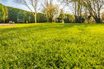 Shallow focus view of a well-maintained garden lawn seen from ground level. The distance shows a variety of trees and a large hedge in the distance.