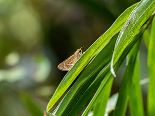 Poster - Parnara guttata straight swift butterfly on a leaf 1