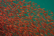 small lobster krill swarm in blue sea water 