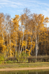 Canvas Print - Autumn park vertical landscape with lake shore and tall trees. Birch with yellow leaves against the blue sky. Fall season forest scene.