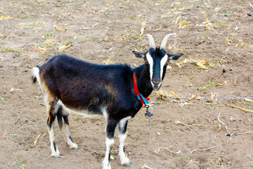 goat in the pasture