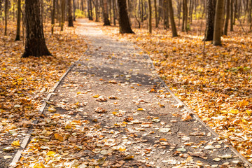 Canvas Print - Autumn park path covered yellow maple leaves. November forest nature landscape. Fall alley background. Selective focus