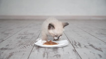 Sticker - Kitten eat food from bowl