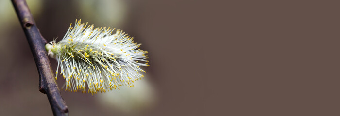 Wall Mural - Easter or palm day symbolic poster with budding Pussy willow branch. Spring time natural floral background. copy space