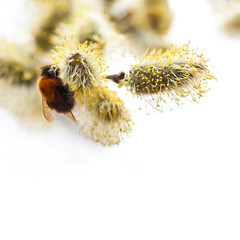 Wall Mural - Bumblebee on willow branch with the first buds flowers. Beautiful spring time garden scene on white background. copy space
