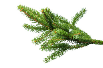 small green spruce branch isolated on white background