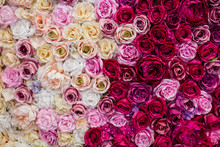 Pared Hecha Con Rosas De Diferentes Tonos De Color