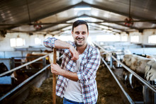 Handsome Smiling Caucasian Farmer Leaning On Hay Fork And Looking At Camera. In Background Are Calves. Stable Interior.