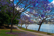 Jacarandas Along The River With A Pathway And A Bridge In The Background