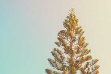 Wall Mural - Green pine tree with blue sky and sunlight in morning time.