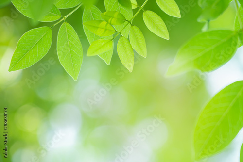 Fototapeta na drzwi i meble Zielony liść z pięknym bokeh. Natura i świeży tło z kopii przestrzenią dla teksta pojęcia.