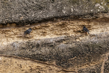 Common Rock Pigeons On Cliff Ledge