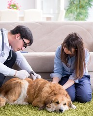 Wall Mural - Vet doctor visiting golden retriever dog at home