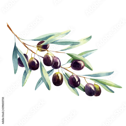 Plakat oliwki   akwarela-galazka-oliwna-na-bialym-tle