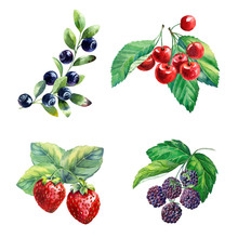 Watercolor Berries On White Background