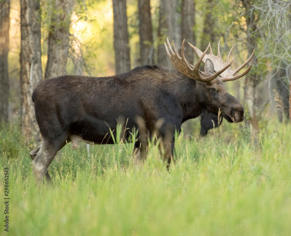 Mature Bull Moose in forest in Grand Teton National Park Stock Photo