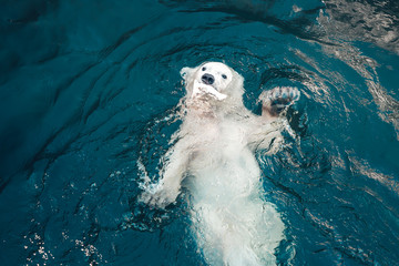 Polar bear swims in cold blue water and holding food in his mouth. Close-up photo of floating white bear that looking at the camera.