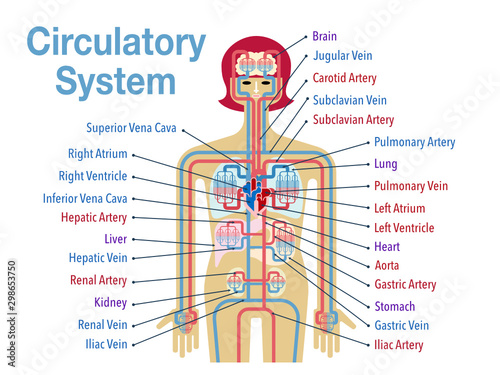 英語で各部位の名称が記載された循環器系のシンプルなイラスト Compre Este Vetor E Explore Vetores Semelhantes No Adobe Stock Adobe Stock