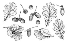 Set Of Different Hand Drawn Oak Leaves And Acorns. Vector Illustration In Sketch Style, Botanical Design Elements Isolated On A White Background