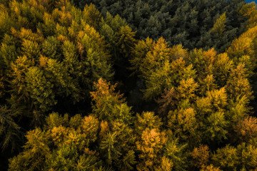 Wall Mural - An aerial drone view of a large pine forest