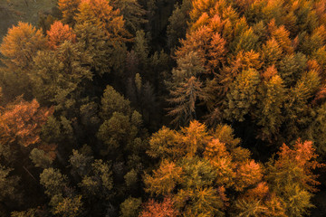 Wall Mural - An aerial drone view of a large pine forest