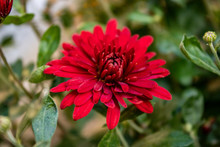 The Red Chrysanthemum Flower In Autumn In The Morning Sun Is Especially Beautiful And Attracts Attention