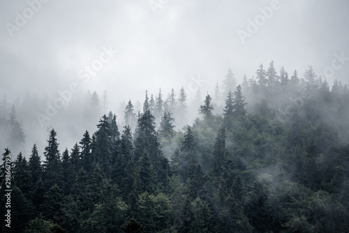 Obrazy las   mglisty-krajobraz-gorski