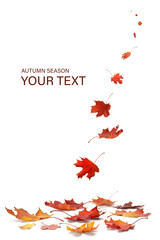 Poster - autumn season concept, maple leaf isolated on white background