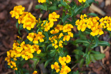 Tagetes Lucida Mexican Tarragon Orange Flowers 